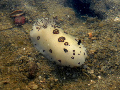 Funeral nudibranch, Jorunna funebris
