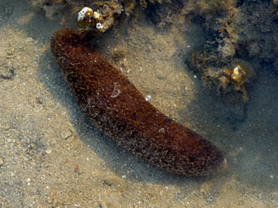 Stonefish sea cucumber, Actinopyga lecanora