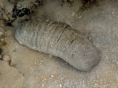 Sandfish sea cucumber, Holothuria scabra