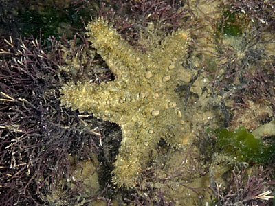 Starfish, Gymnanthenea laevis