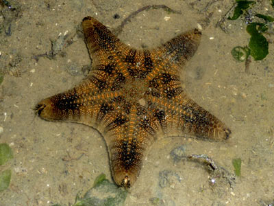 Biscuit sea star, Goniodiscaster scaber