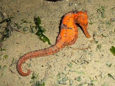 Spotted seahorse, Hippocampus kuda