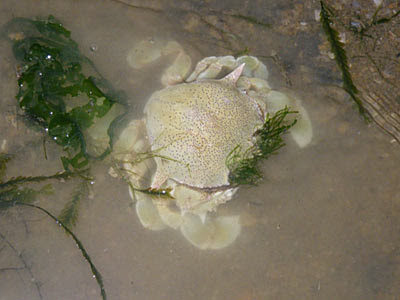 Moon crab (Ashtoret lunaris)