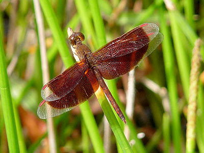 Dragonfly (Neurothemis fluctuans)