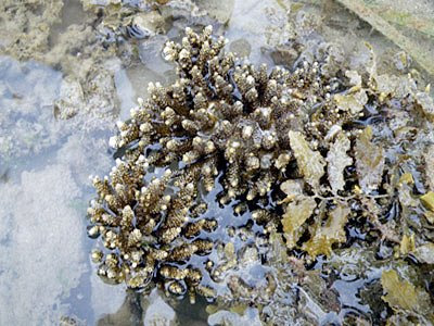 Table coral (Acropora sp.)