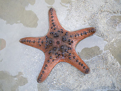 Starfish, Knobbly sea star (Protoreaster nodosus