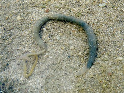 Unidentified worm