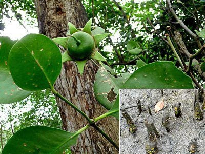 Mangrove apple (Sonneratia alba)