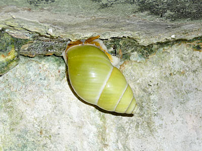 Green tree snails (Amphidromus atricallosus perakensis)