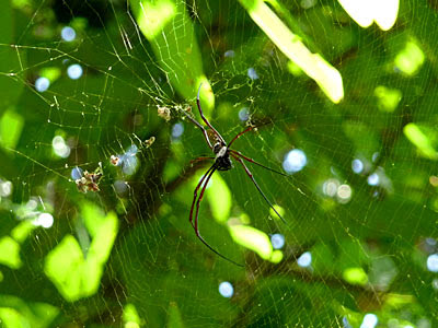 Golden web spider (Nephila pilipes)