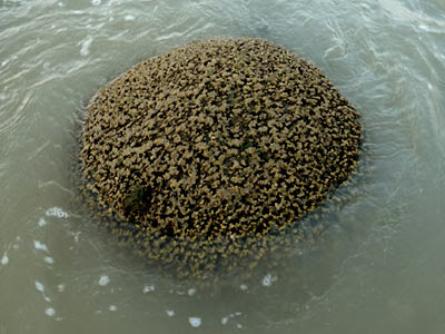 Psammocora coral