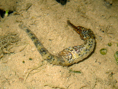 Tigertail seahorse (Hippocampus comes)