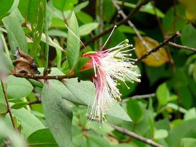 Berembang (Sonneratia caseolaris)