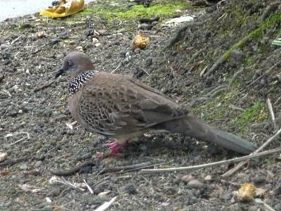 Spotted dove (Streptopelia  chinensis)