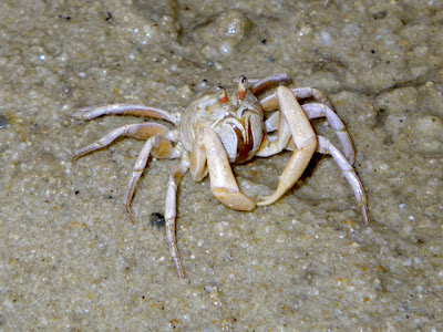 Soldier Crab (Dotilla myctiroides)