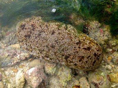 Stonefish Sea Cucumber (Actinopyga lecanora)