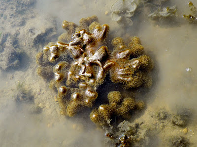 Toadstool Leather Coral (Sarcophyton sp.)