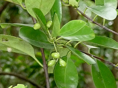 Barat Laut (Cassine viburnifolia)