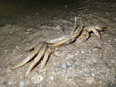 Sentinel Crab (Macrophthalmus sp.)