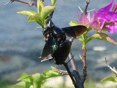 Black Carpenter Bee (Xylocopa latipes)