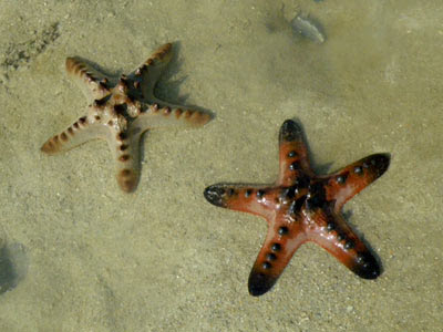 Knobbly Sea Stars (Protorester nodosus)