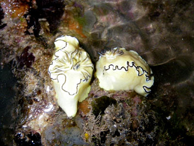 Glossodoris atromarginata Nudibranch