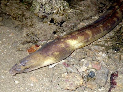 Snake Eel (Pisodonophis crancrivorous)