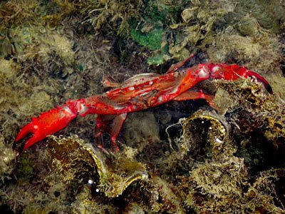 Red Swimming Crab (Thalamita spinimana)
