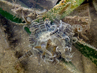 Swimming Anemone (Boloceroides mcmurrichi)