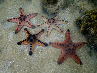 Knobbly Sea Stars (Protoreaster nodosus)