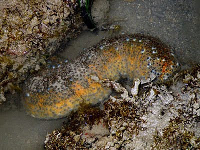 Ocellated Sea Cucumber (Stichopus ocellatus)