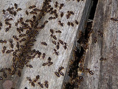 Termites (Order Isoptera)