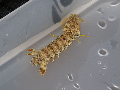 Smasher Mantis Shrimp (Order Stomatopoda)