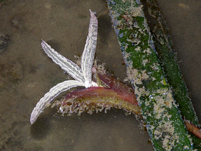 Tape Seagrass (Enhalus acoroides) female flower