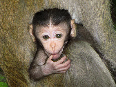 Baby Long-tailed Macaque (Macaca fascicularis)