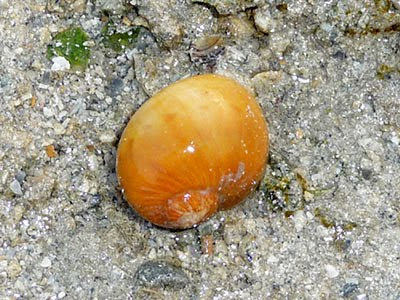 Moon Snail (Natica zonalis)