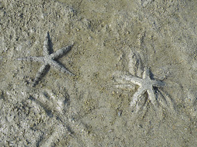 Sand-sifting Sea Star (Archaster typicus)