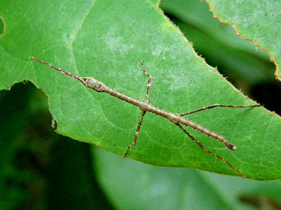 Stick Insect (Order Phasmatodea)