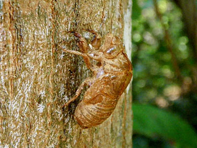 Cicada (Family Cicadidae) moult