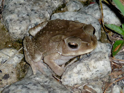 Asiatic Toad (Duttaphrynus melanostictus)