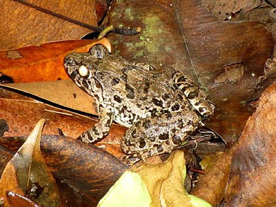 Crab-eating Frog (Fejervarya cancrivora)