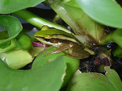 Common Greenback Frog (Hylarana erythraea)