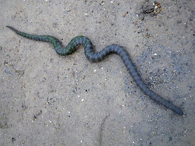 Banded File Snake (Acrochordus granulatus