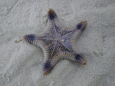Biscuit Sea Star (Goniodiscaster scaber)