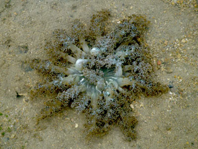 Hell's Fire Sea Anemone (Actinodendron sp.)