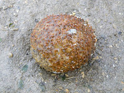 Ball Sea Cucumber (Phyllophorus sp.)