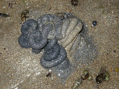 Acorn Worm (Class Enteropneusta)