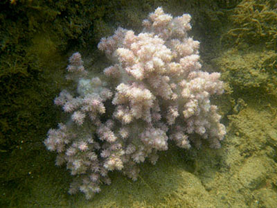 Soft Corals (Order Alcyonacea)