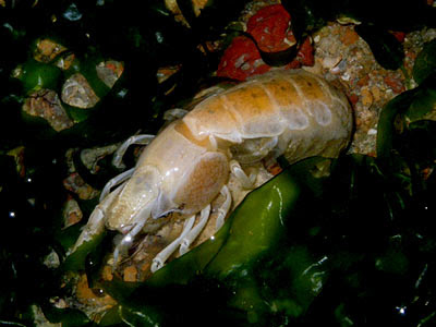 Ghost shrimp