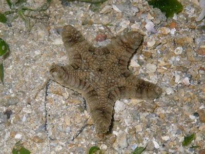 Biscuit Sea Star (Goniodiscaster  scaber)